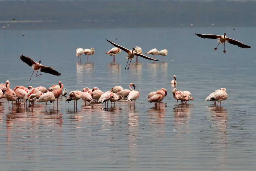  Landing at lake Nakuru   lesser Flamingo   Kenya 